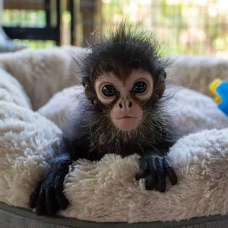 ape relaxing in a cozy bed