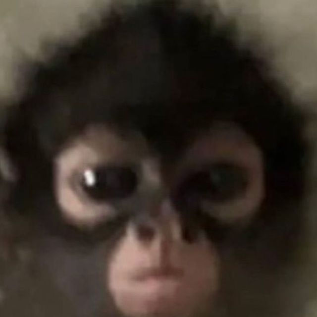 ape staring blankly