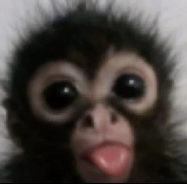ape sticking tongue out